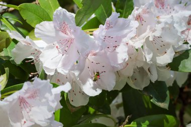 Soluk beyaz ve pembe rhododendron arılarla büyüyüp polen arıyor