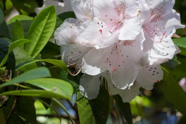 Soluk beyaz ve pembe rhododendron arılarla büyüyüp polen arıyor