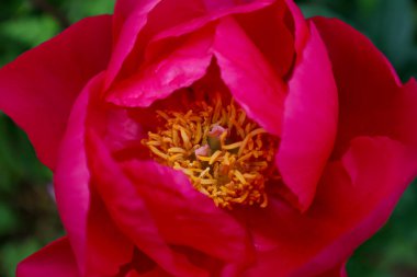 Bahçede büyüyen parlak pembe şakayık