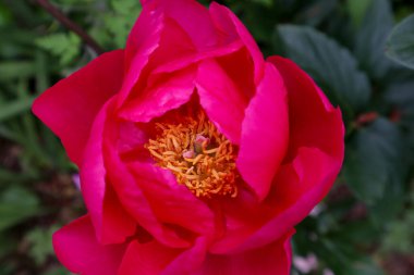 Bahçede büyüyen parlak pembe şakayık