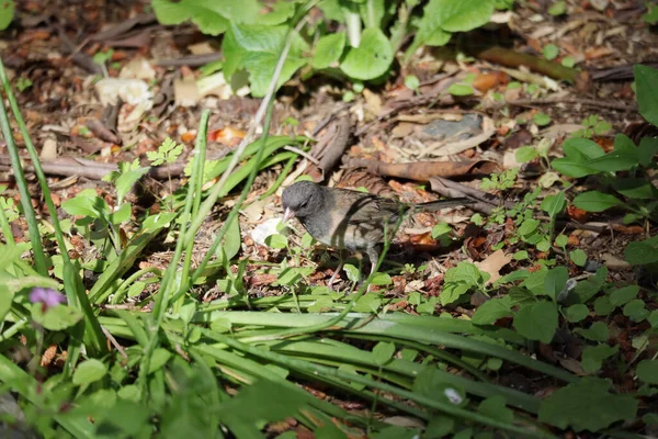 Kleiner Vogel sitzt in Pflanzen auf der Jagd nach Wanzen — Stockfoto