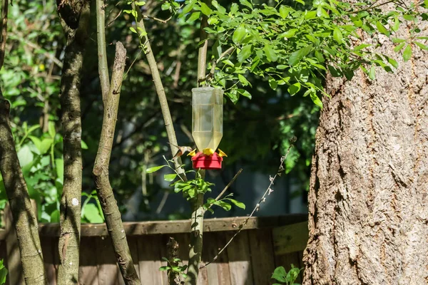 Kleiner fliegender Kolibri mit orangefarbener Brust trinkt vom Futterhäuschen — Stockfoto