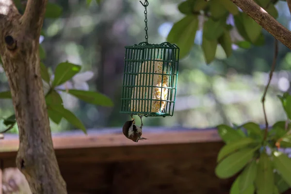 Pequeño pájaro con cabeza negra cuelga de comedero de aves —  Fotos de Stock