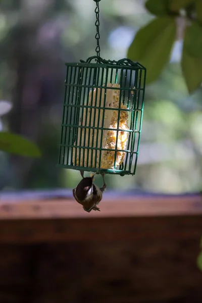 Pequeno pássaro com cabeça preta pendura do alimentador de aves de cabeça para baixo — Fotografia de Stock