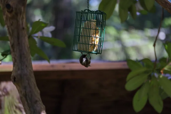 黒い頭をした小さな鳥が鳥の餌からぶら下がり — ストック写真