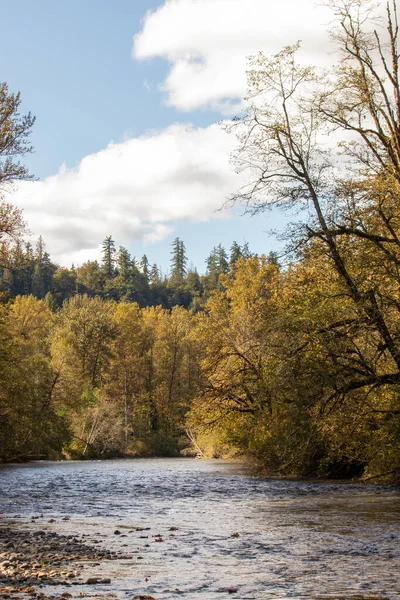Fluss durch gelben Herbstwald an sonnigem Tag — Stockfoto