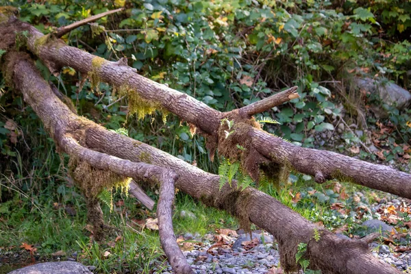 Um tronco de árvore caído através da trilha de caminhadas — Fotografia de Stock