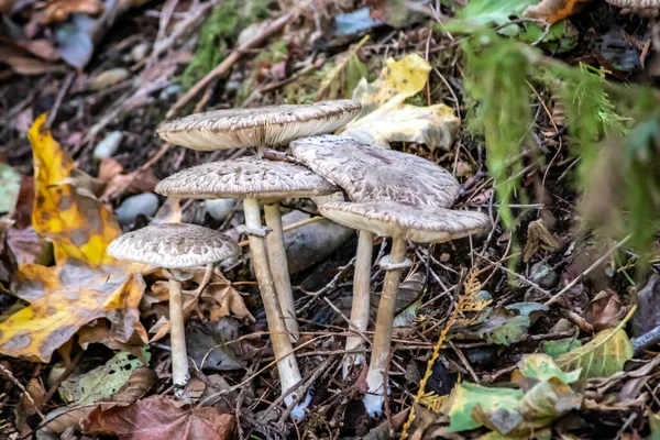 En grupp små vita svampar som växer i skogen — Stockfoto