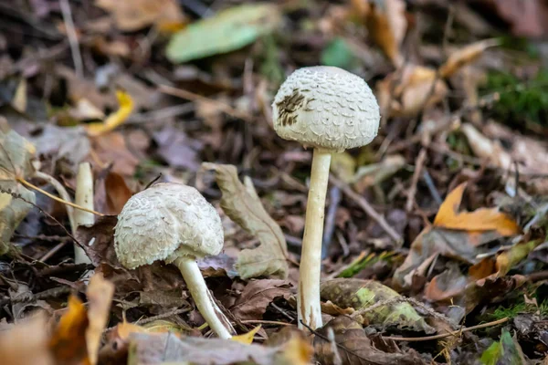 Två små vita svampar som växer på skogsmarken — Stockfoto