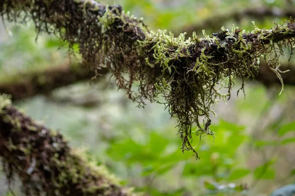Musgo pendurado grosso crescendo na floresta tropical — Fotografia de Stock