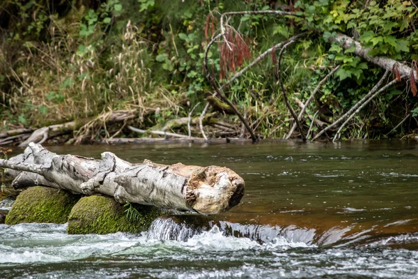 Um tronco caído em um rio na floresta tropical — Fotografia de Stock