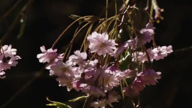 İlkbaharda kiraz çiçekleri açar.