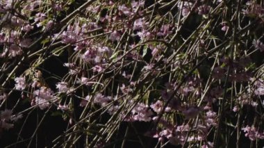 İlkbaharda kiraz çiçekleri açar.