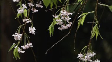 İlkbaharda kiraz çiçekleri açar.