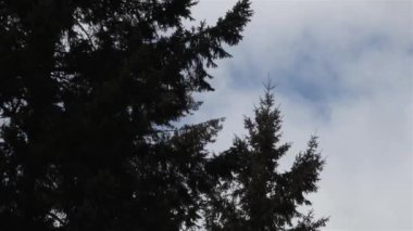 Bulutlar siluetli çam ağaçlarının yanından geçiyor
