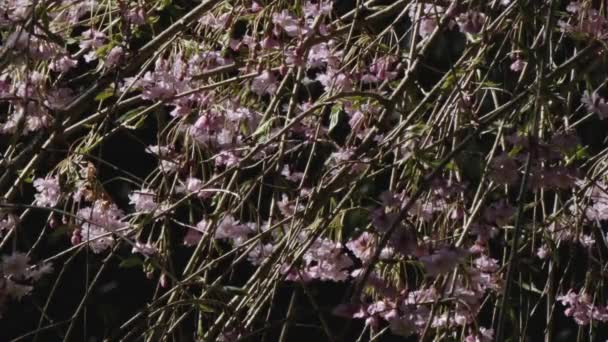 Körsbärsblommor i full blom på våren — Stockvideo