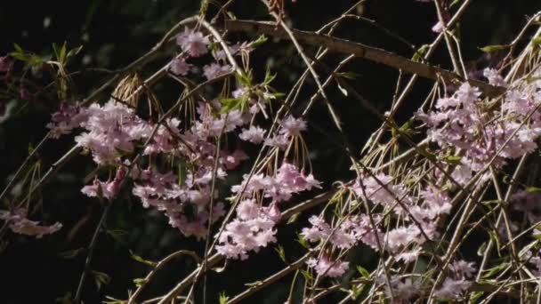 Kirschblüten im Frühling in voller Blüte — Stockvideo