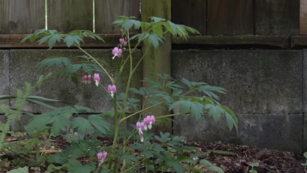 Flores del corazón sangrantes en plena floración en primavera — Vídeo de stock