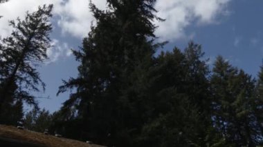 Bulutlar siluetli çam ağaçlarının yanından geçiyor