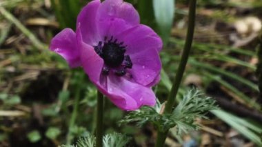 Bahçede büyüyen kırmızı ranunculus.