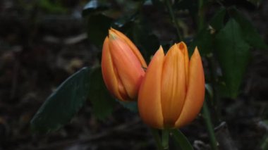 Baharın başında açan renkli laleler