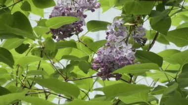 Çalılar üzerinde açan narin mor leylak.