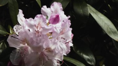yumuşak pembe ve mor rhododendron baharda çiçek açar