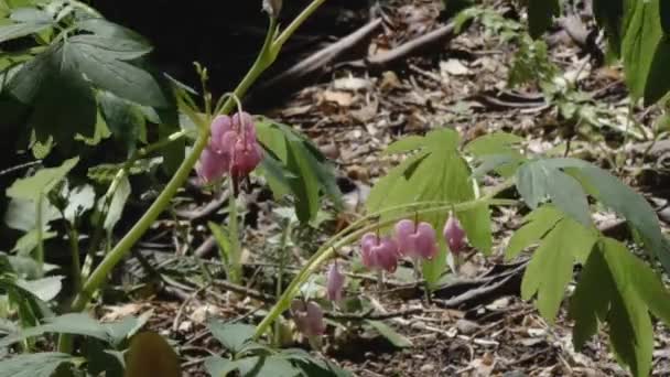 Flores del corazón sangrantes en plena floración en primavera — Vídeo de stock