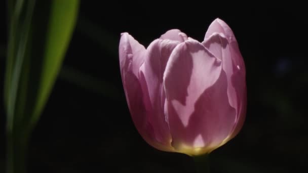 早春に満開のカラフルなチューリップ — ストック動画