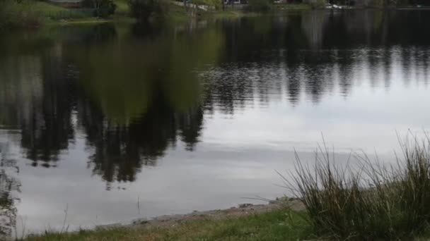 Klein rimpelmeertje weerspiegelt hoog dennenbos — Stockvideo