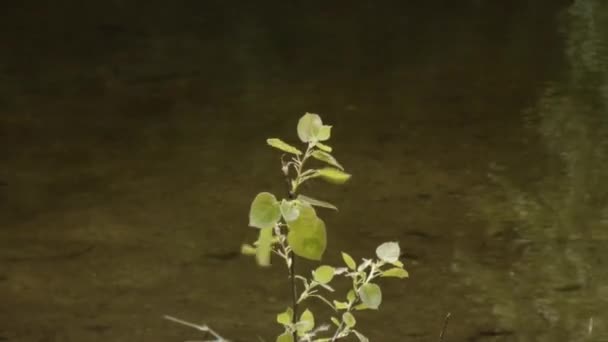 Green branch blowing in front of river — Stock Video