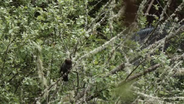 Weibliche rote geflügelte Amsel hockt in einem Baum — Stockvideo