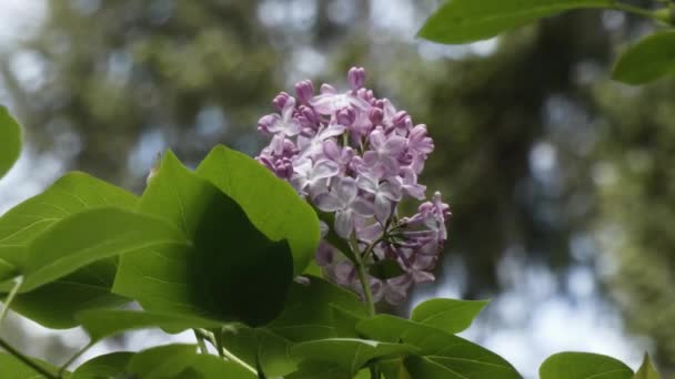 Delikat lila syren blommar på busken — Stockvideo