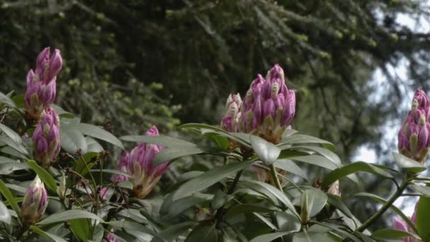 Rosa suave e roxo rododendro florescendo na primavera — Vídeo de Stock