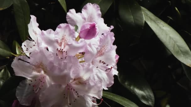 Rosa suave e roxo rododendro florescendo na primavera — Vídeo de Stock