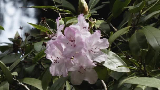 Lágy rózsaszín és lila rododendron virágzás tavasszal — Stock videók
