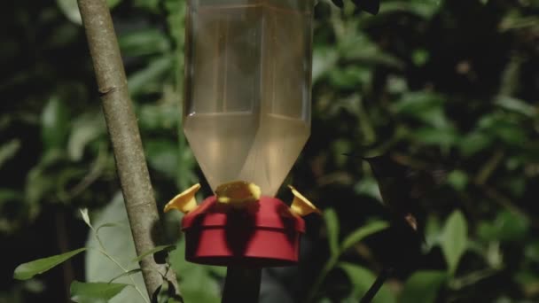 Kolibris Bienen und Fliegen an einem Kolibri-Futterhäuschen — Stockvideo