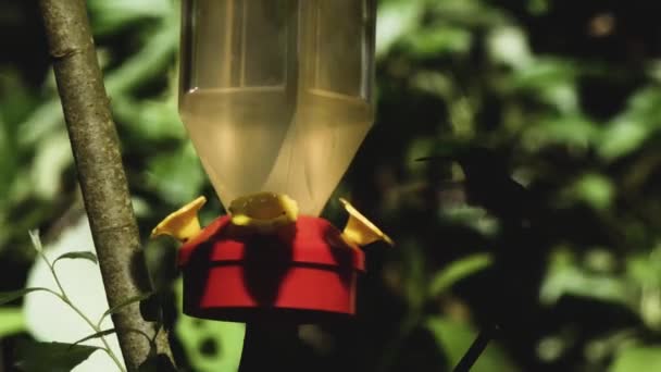 Жужжание пчел и мух на жужжание кормушки для птиц — стоковое видео