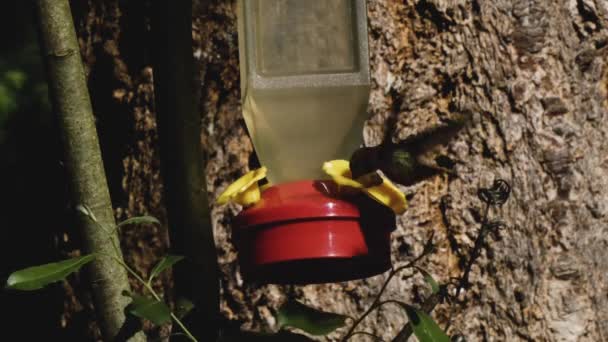 Bourdonnement d'oiseaux abeilles et mouches à une mangeoire à colibris — Video