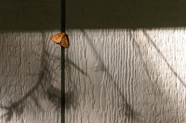 Evin duvarında dinlenen büyük sarı güve.