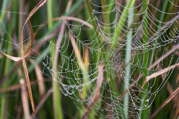 Plná pavučina z tkalcovského stroje ve vysoké trávě — Stock fotografie