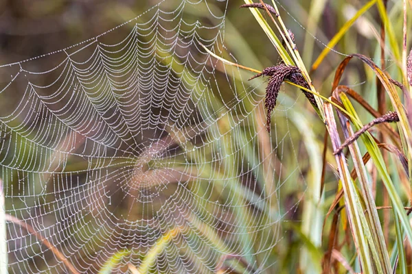 Plná pavučina z tkalcovského stroje ve vysoké trávě — Stock fotografie