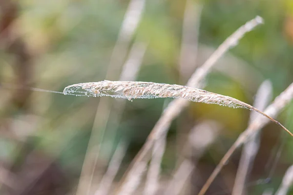 Hierbas altas que crecen en otoño con telarañas en ellas — Foto de Stock