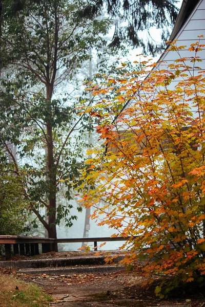 Banco del bosque con hojas de colores que cambian en el entorno forestal — Foto de Stock