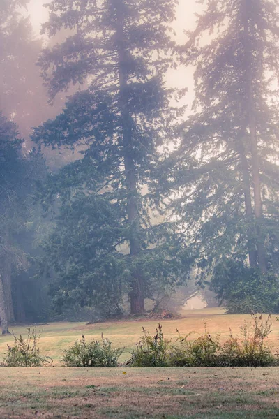 Hohe dunkle Bäume ragen aus dem Nebel an einer Waldwiese empor — Stockfoto