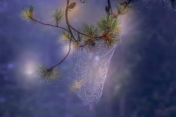 Luz y sombra sobre telaraña con rocío — Foto de Stock