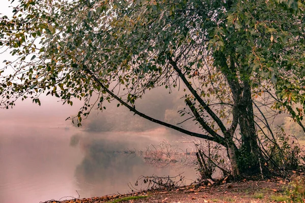 Дерево тянется над водой озера с туманом — стоковое фото