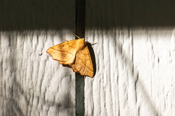 一只黄色的大飞蛾停在家里的墙上 — 图库照片