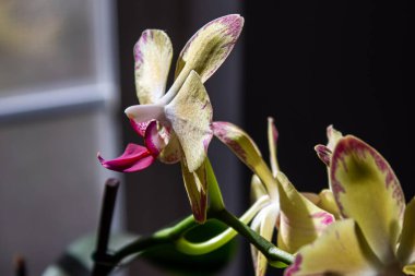 Mor detaylı kremsi sarı orkideye yaklaş