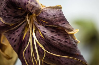 Kurumuş ölü zambaklar buruşmuş ve yakından görülmüş.